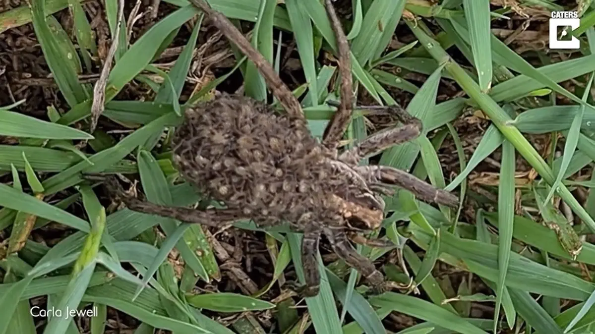 huevos de araña en la ropa - Dónde ponen sus huevos las arañas