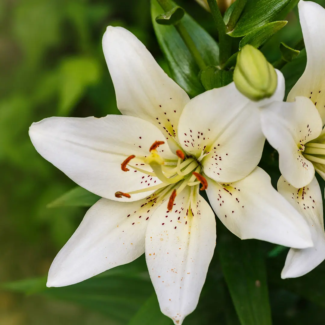 lilium perfumados - Dónde poner lilium en casa