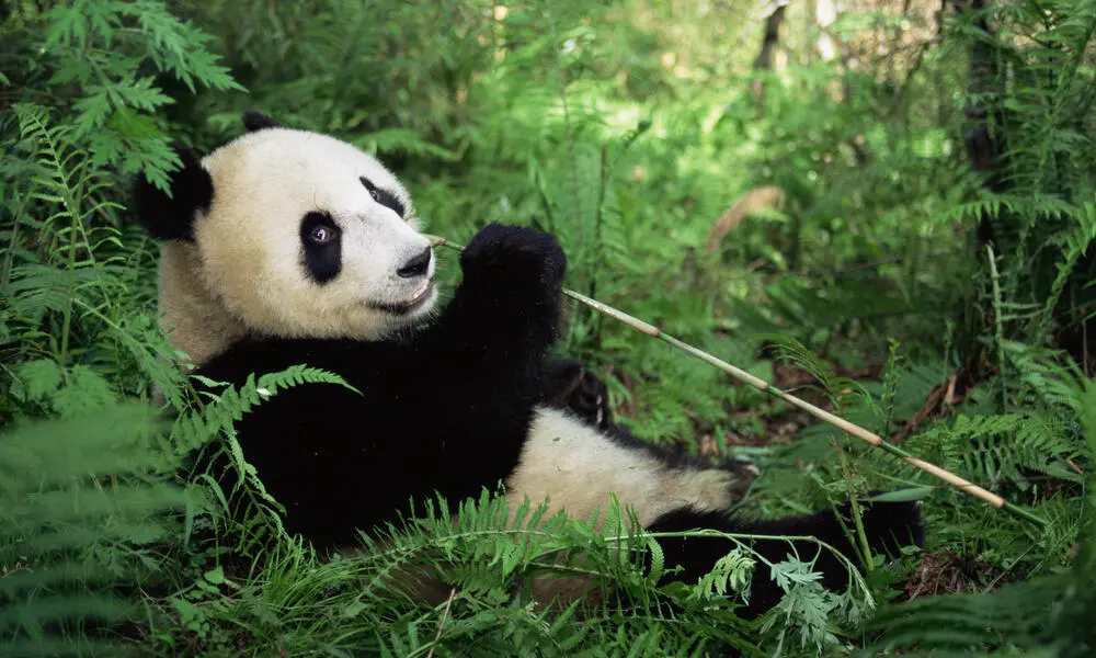 Vestimenta de Panda: Un estilo único y adorable - Dónde vive el oso panda y de qué se alimenta vestimenta de panda - Dónde vive el oso panda y de qué se alimenta