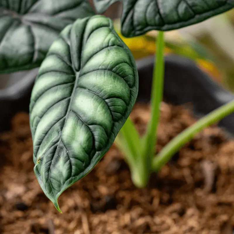 alocasia ropa - Por qué mi Alocasia se pone amarilla