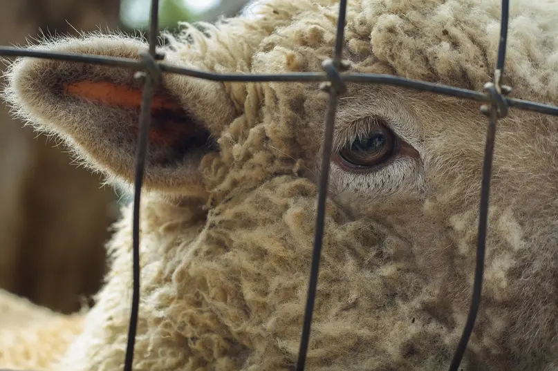 hombres vestidos de animales - Qué animal está cubierto de lana