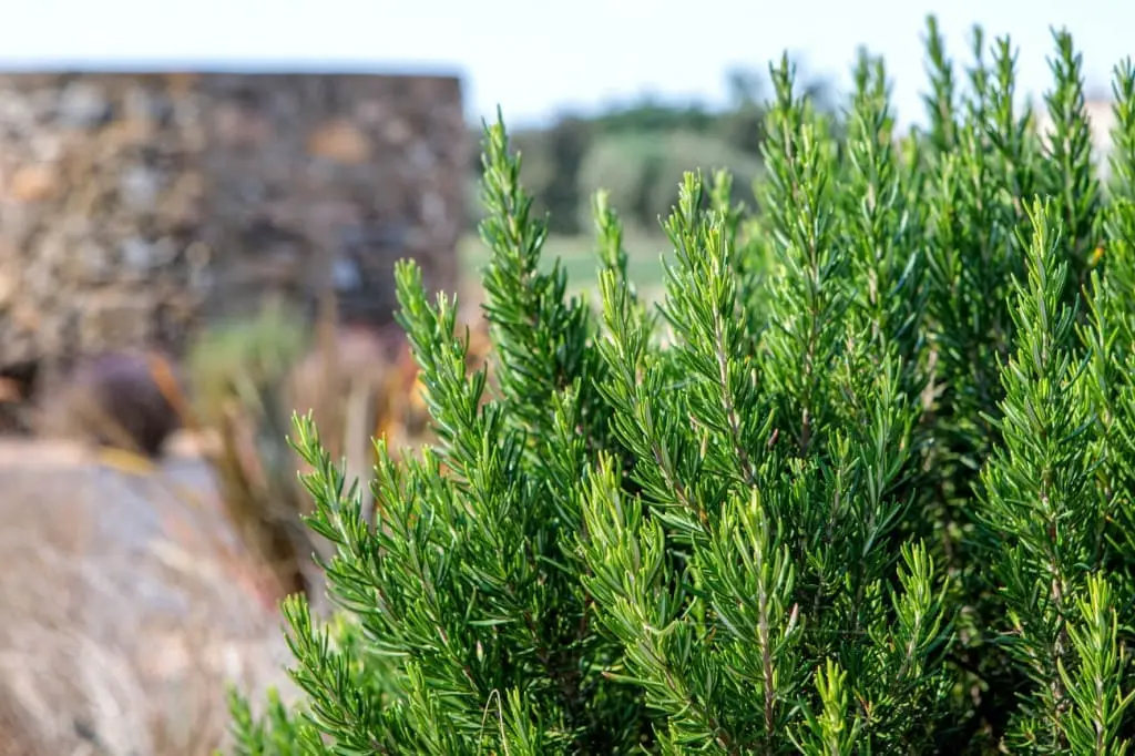 perfume de romero para que sirve - Qué aroma tiene el aceite de romero