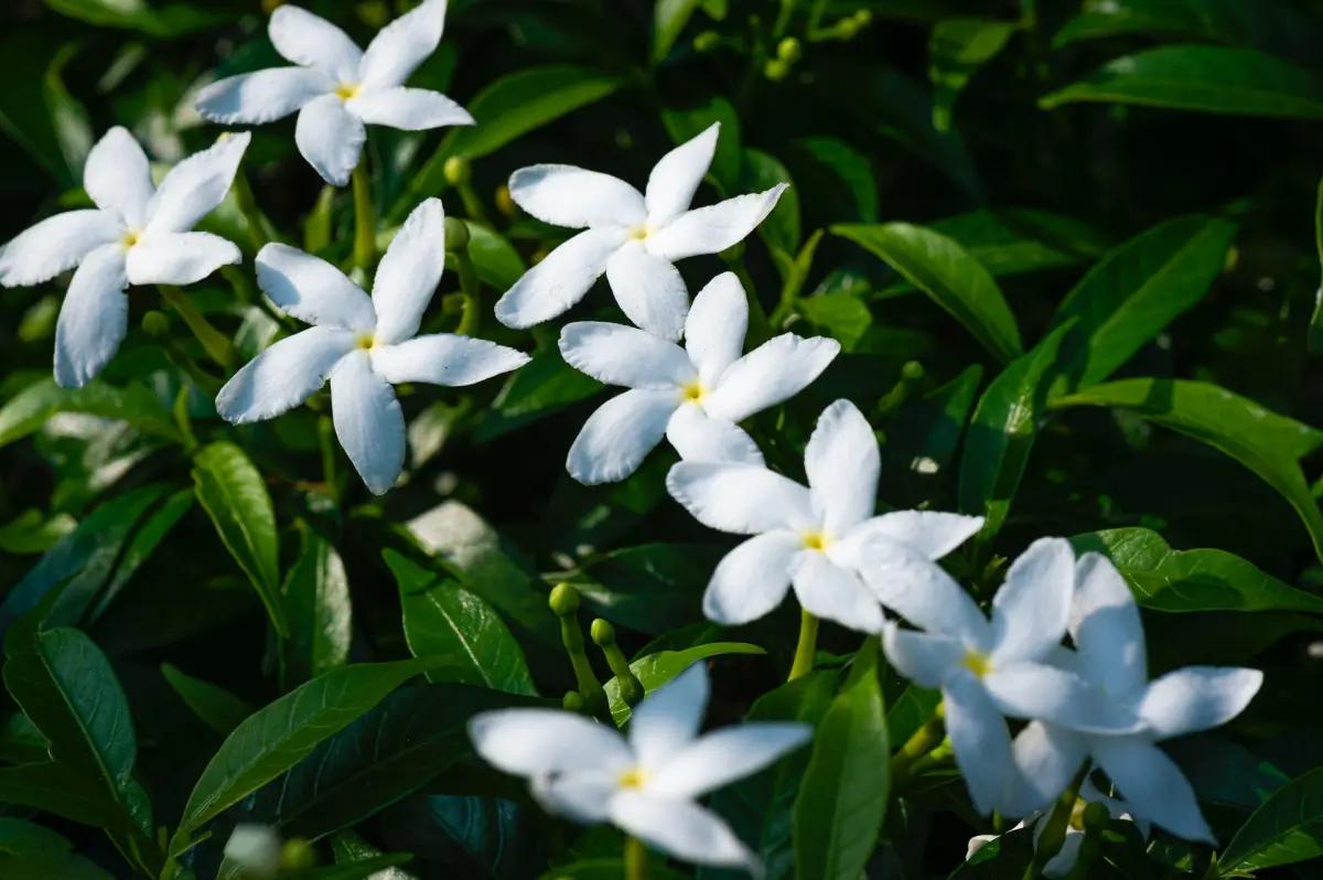 hacer perfume de jazmin casero - Qué atrae el aroma a jazmín