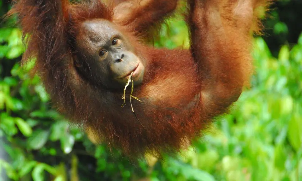 orangutan vestido - Qué comen los orangutanes