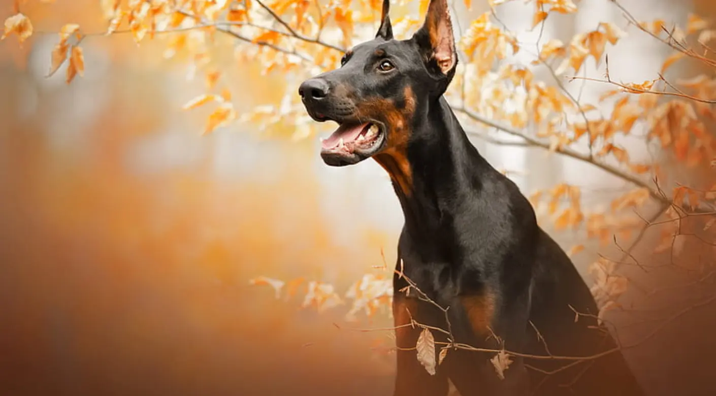 ropa para doberman - Que darle de comer a un dóberman