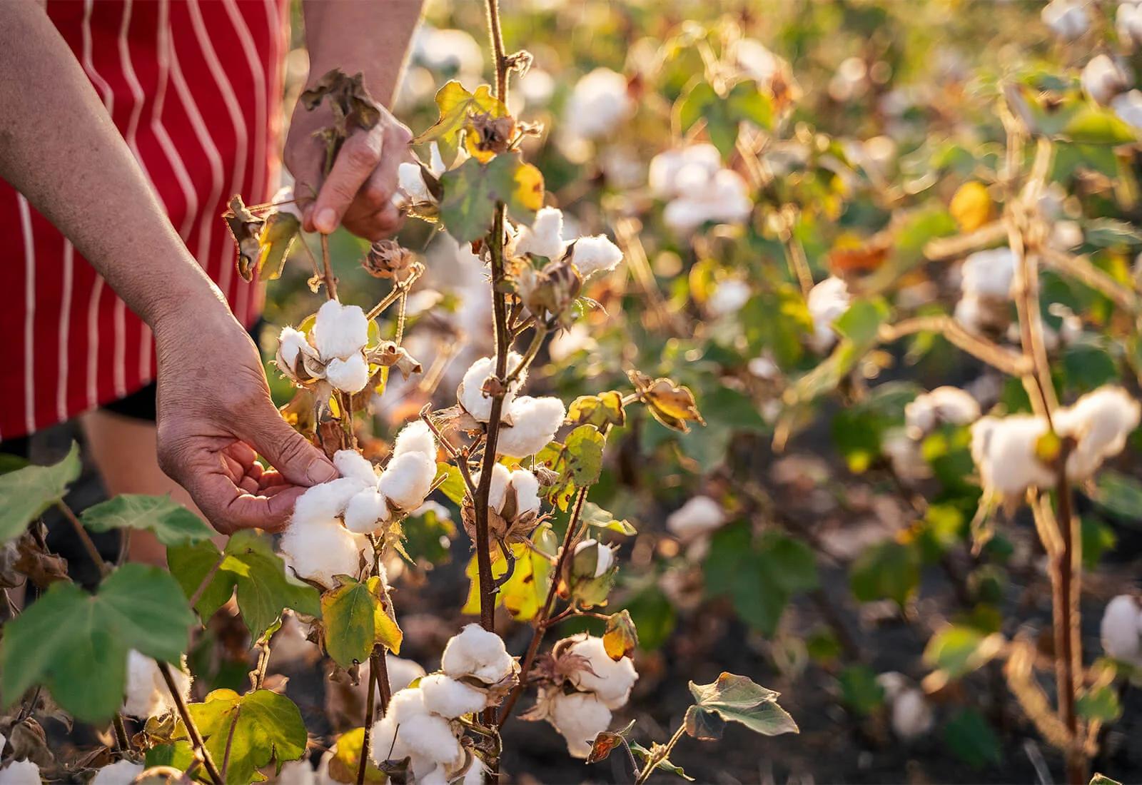 ropa interior femenina de algodon organico - Qué diferencia hay entre el algodón y el algodón orgánico