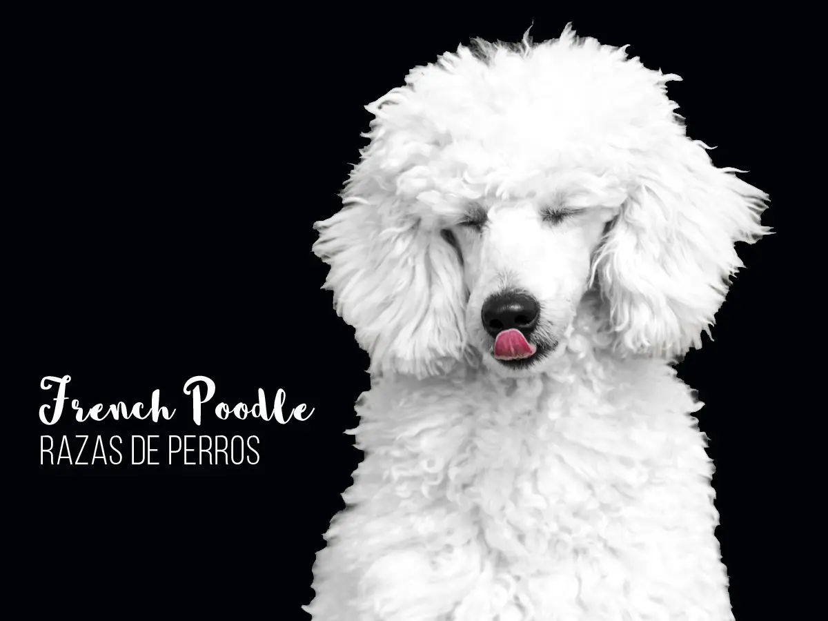 vestido poodle - Qué diferencia hay entre French Poodle y caniche