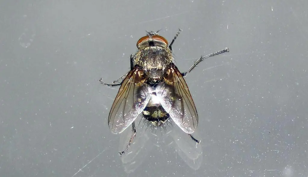 como quitar manchas de mosca en la ropa - Qué elimina la caca de mosca