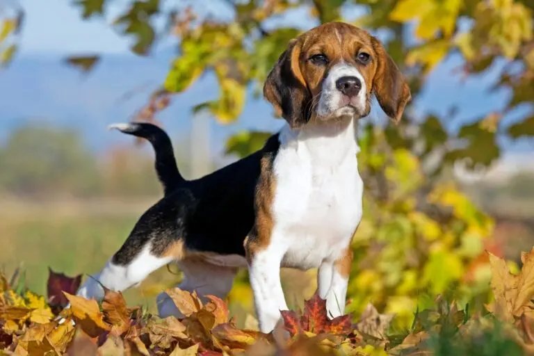 Ropa para perros beagle: estilo y comodidad para tu mascota - Qué es el sindrome doloroso del beagle ropa para perros beagle - Qué es el sindrome doloroso del beagle