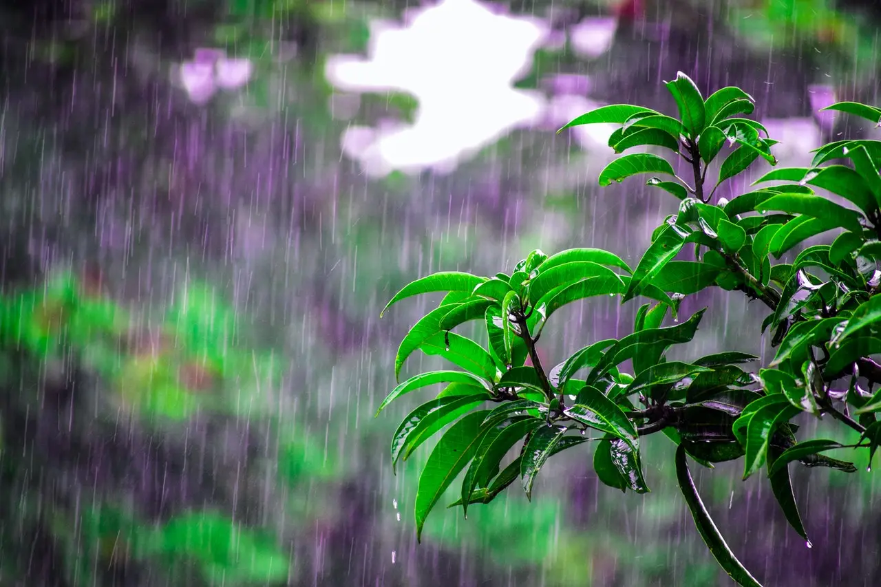 perfume olor a lluvia - Qué es lo que produce el olor a lluvia