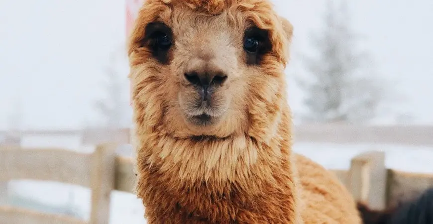 vestidos de alpaca peru - Qué es mejor la lana o la alpaca