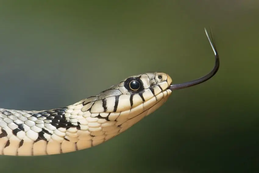 camisa serpiente - Qué hacer con la muda de serpiente