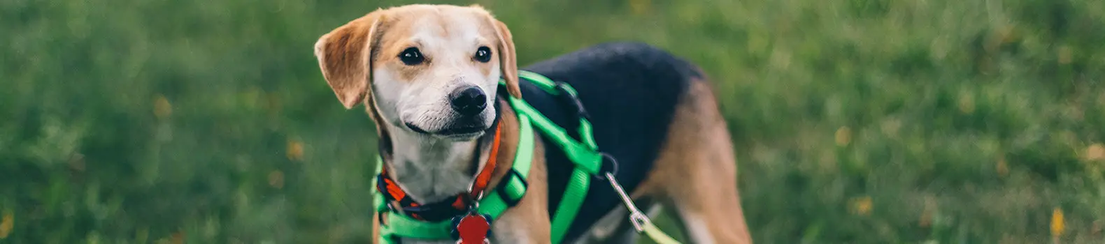 juegos para bañar y vestir perros y gatos - Qué hacer para divertirte con tu perro