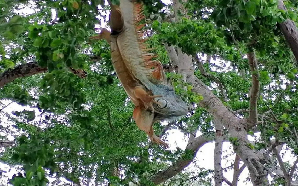 iguanas con ropa - Qué hacer si ves una iguana