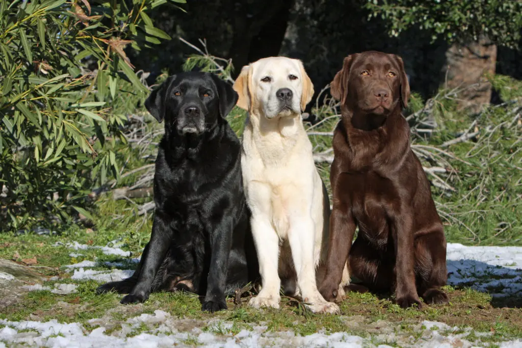 ropa de perro labrador - Que le gusta a un perro labrador