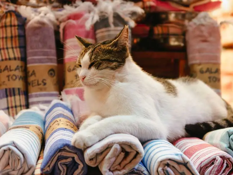 porque los gatos amasan la ropa - Que liberan los gatos cuando amasan