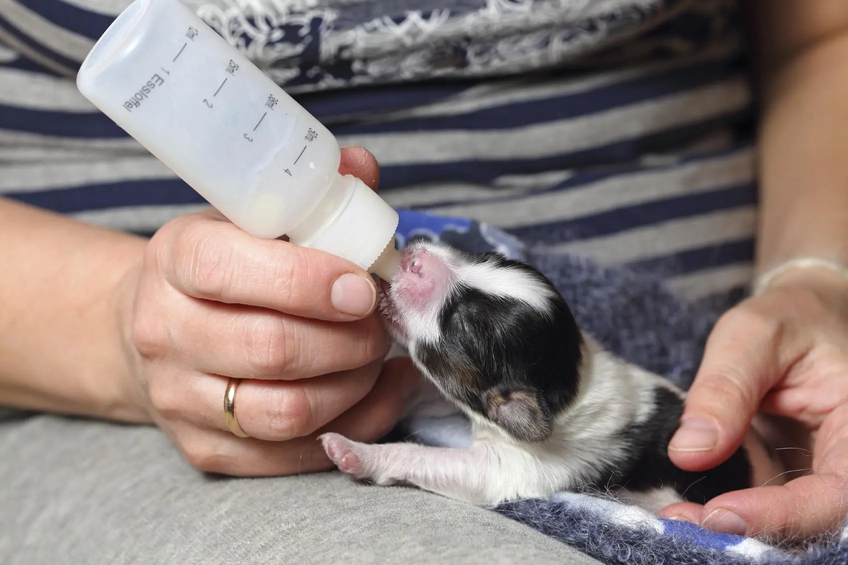 ropa para cachorros recien nacidos - Qué necesitan los cachorros recién nacidos