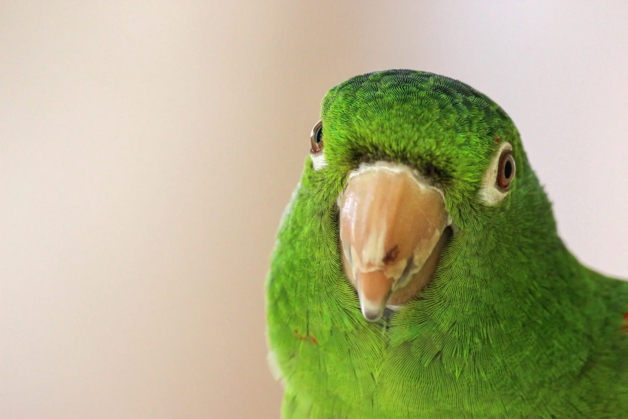 ropas para loros - Que no darle de comer a un loro