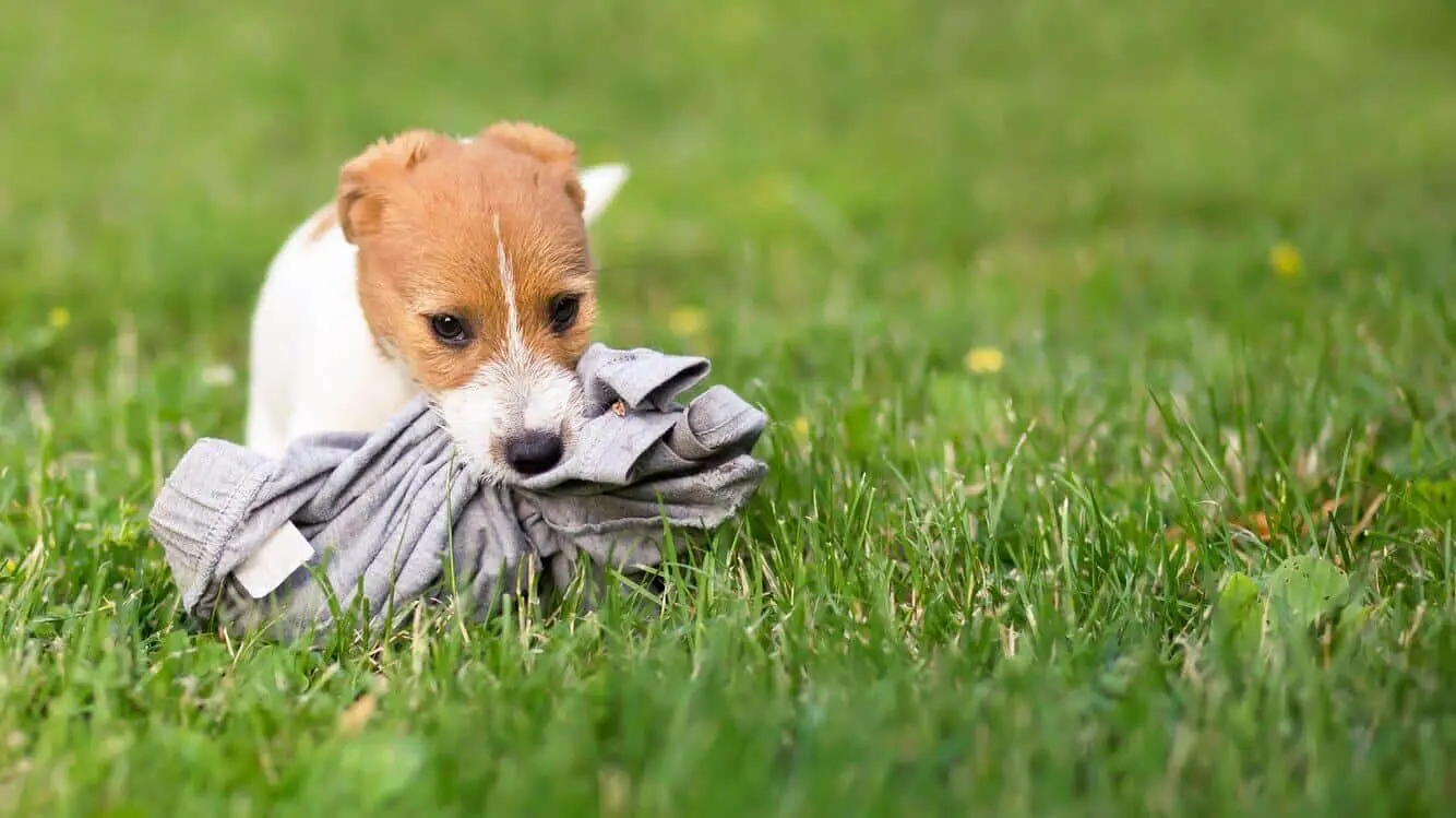 Por qué mi perro muerde mi ropa interior - Qué pasa si mi perro se come un calzon porque mi perro muerde mi ropa interior - Qué pasa si mi perro se come un calzon