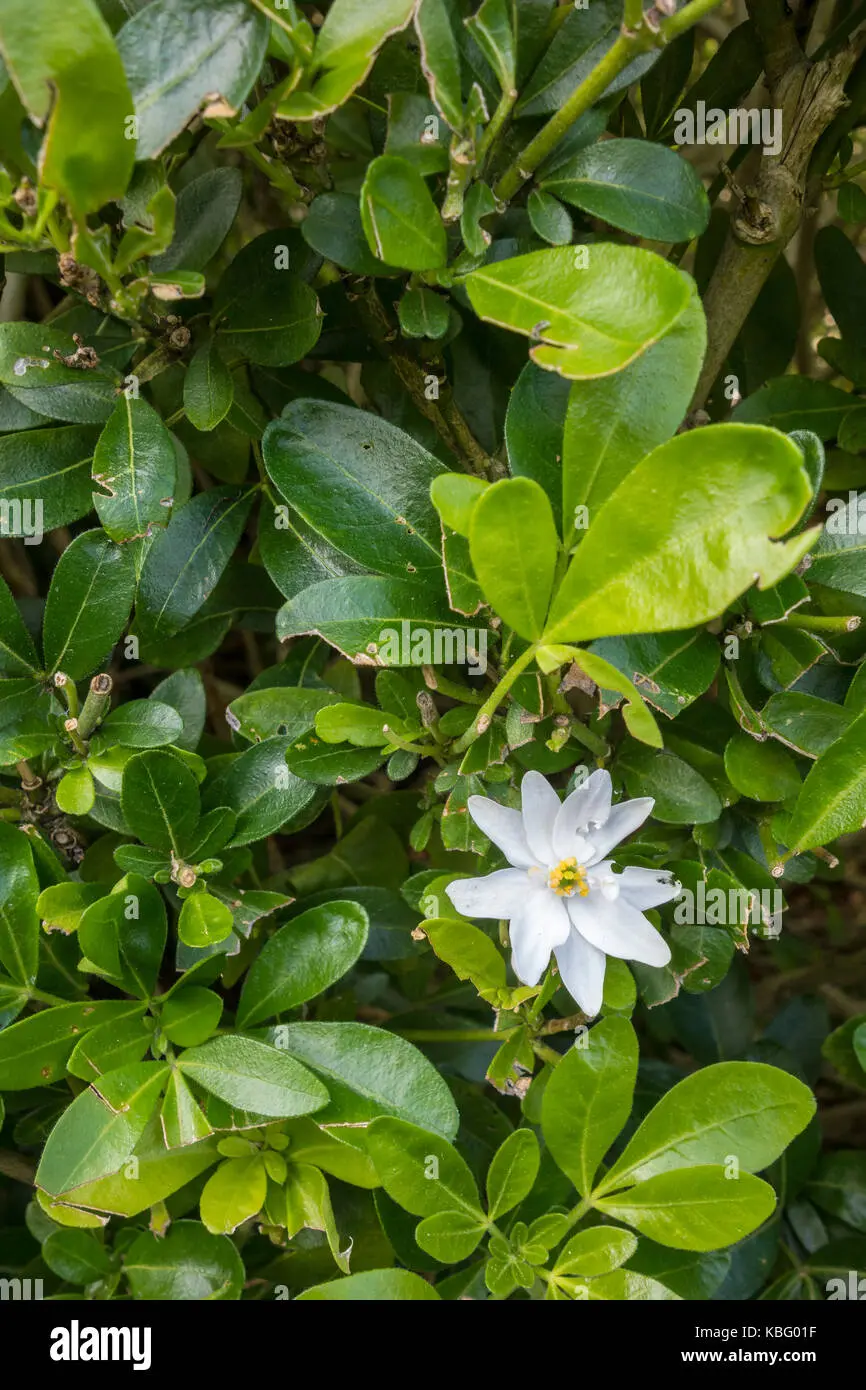 arbustos perfumados - Qué plantas huelen de noche