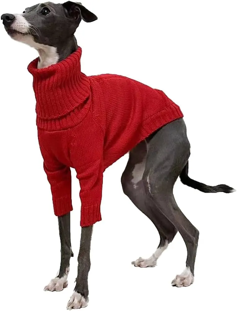 Ropa para galgos: estilo y protección para nuestros amigos de cuatro patas - Qué problemas de salud tienen los galgos ropa para galgos - Qué problemas de salud tienen los galgos