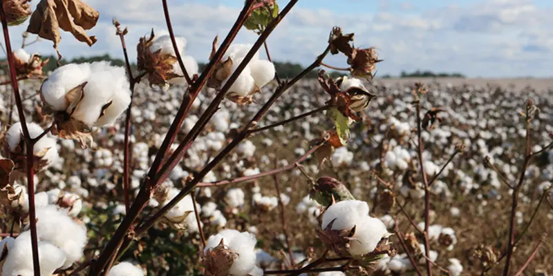 prendas de vestir de algodon - Qué ropa se puede hacer con el algodón