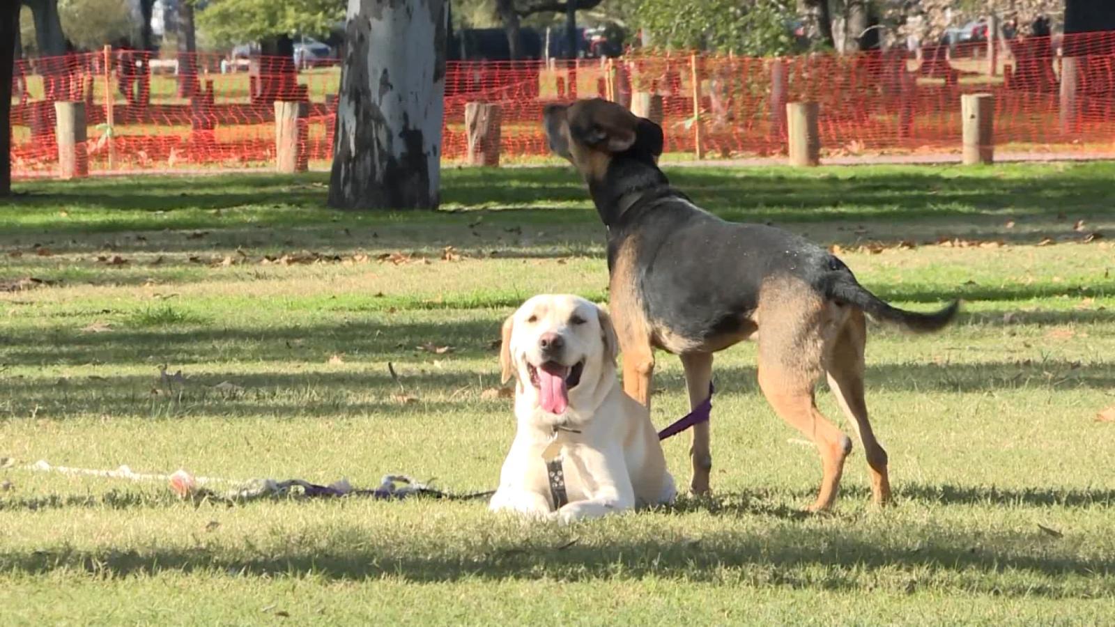 dia mundial de vestir a tu mascota - Qué significa el Día Mundial del Perro