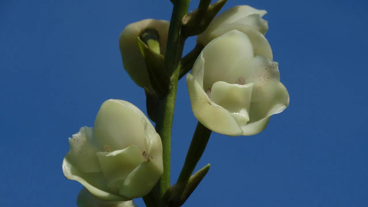 La maravillosa orquídea perfumada - Qué significan las orquídeas espiritualmente orquidea perfumada - Qué significan las orquídeas espiritualmente