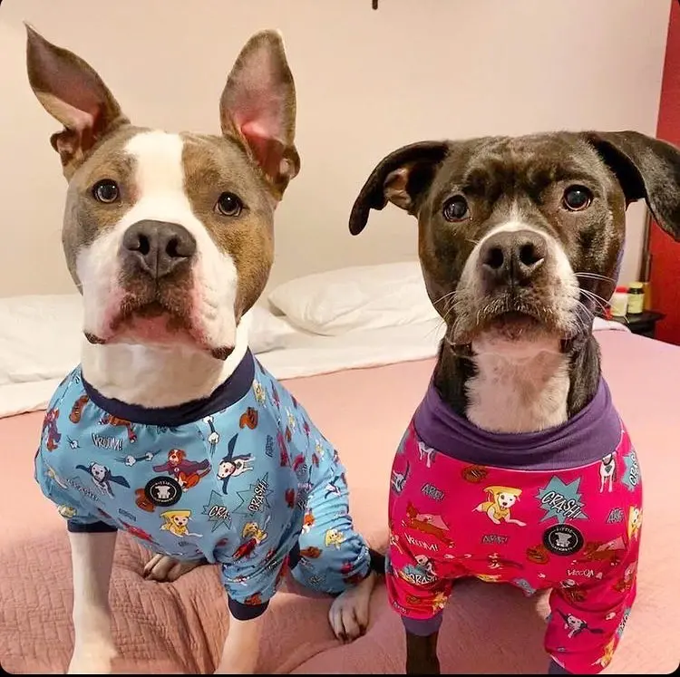 como hacer ropa para perros pitbull - Qué talla de ropa es un perro pitbull