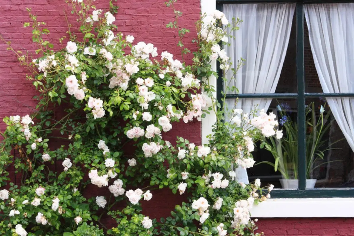 rosas trepadoras perfumadas - Qué tipo de rosales trepadores hay