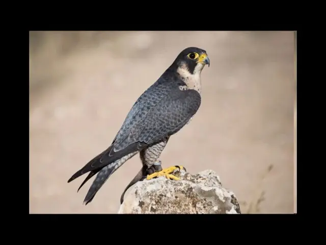 sonido del gavilan pollero - Qué tipos de sonidos producen las aves