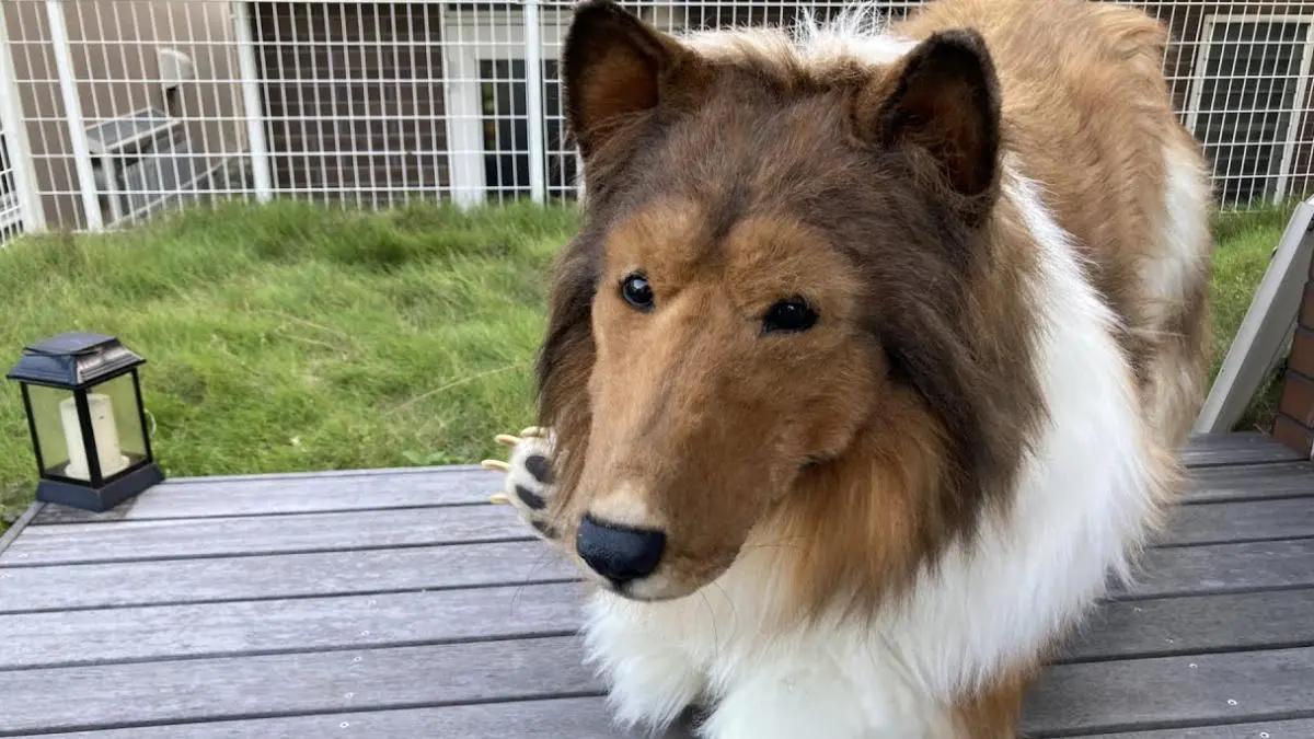 Humano vestido de perro: La historia de 'Toco' y su sueño hecho realidad - Quién es Toko humano vestido de perro - Quién es Toko